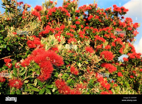 Pohutukawa Tree In Flowering Red Blossom Stock Photo Alamy