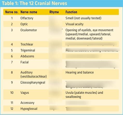Cranial Nerves What They Do Function And How To Test Diagram Quizlet