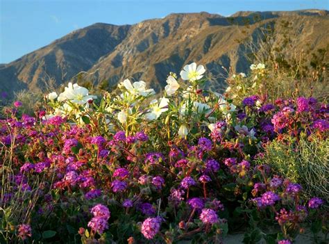 Mountainside Desert Flowers Flowers Nature Wild Flowers Beautiful