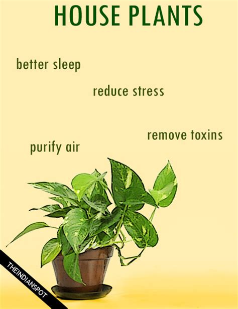 Example sentences from the web for benefit of the doubt. AMAZING HEALTH BENEFITS OF HOUSE PLANTS