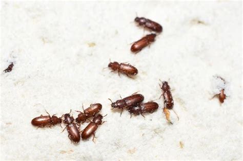 Tiny Brown Flying Bugs In House Australia Psoriasisguru Com