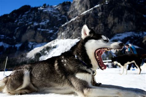 Free Images Snow Winter Pet Vehicle Vertebrate Sled Dog