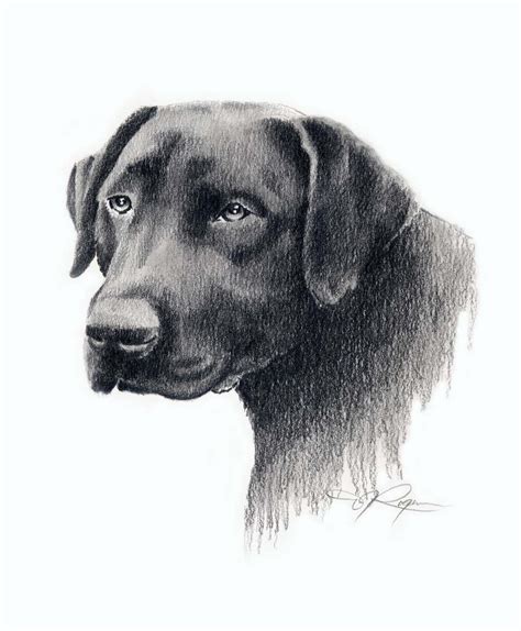 Black Lab Drawing Labrador Dog Art Print Signed By Artist Dj