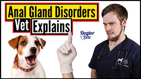 This Is Why Your Dog Has Anal Gland Disease And Here Is How You Can
