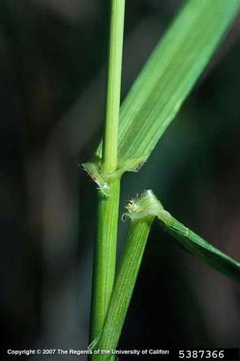 Tall Fescue Festuca Arundinacea Cyperales Poaceae 5387366