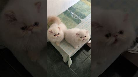 Kittens Meowing Youtube