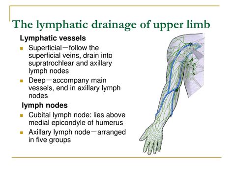 Ppt The Upper Limb Powerpoint Presentation Free Download Id1770505