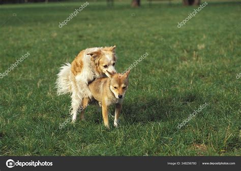 Can Dogs Mate With Foxes
