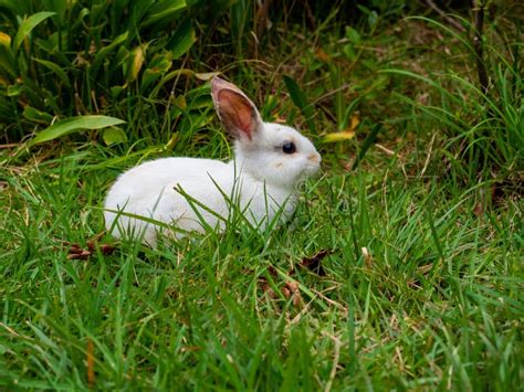 Sweet Bunny Walking In Green Garden On Bright Sunny Day Stock Photo