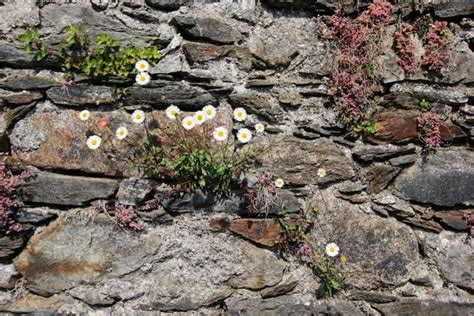 It is even more tolerant of sunny conditions. Gardening In Retaining Walls: How To Make A Living Stone Wall