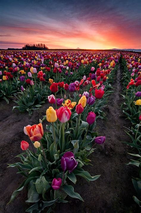 Tulip Field In Woodburn Oregon About 15 Miles From Portland By Deej6