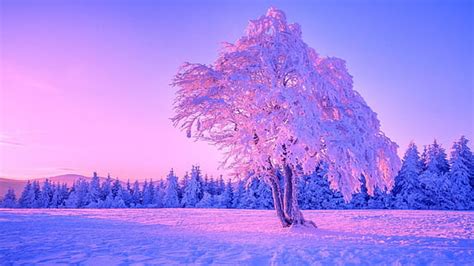 Hd Wallpaper Blue Frost Freezing Winter Sky Snow Ice Snowflake Snowflakes Wallpaper Flare
