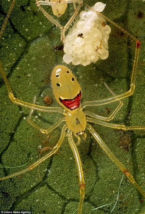 Meet The Happy Face Spider The Insect That Will Make Even