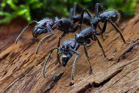 Bullet Ant Bullet Ants Paraponera Clavata Hymenoptera F Flickr