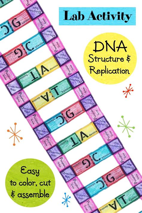 6 2 application dna structure 21 pdf activity 11 1 1. Lab Activity - DNA Structure and Replication | Dna ...