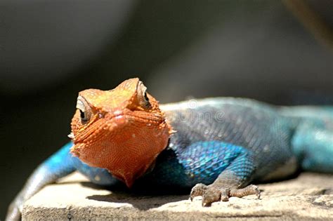 Red Headed Lizard Stock Image Image Of Background