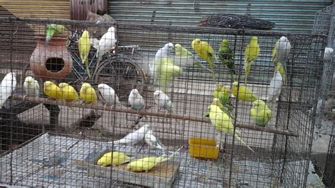 Home delivery and pick up available for buy/sell at your door step. Bird shop in local market, Asansol, West bengal, India ...