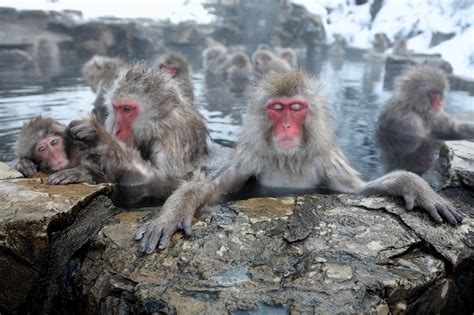 Snow Monkeys Use Spa Therapy To Reduce Stress 100 Senses
