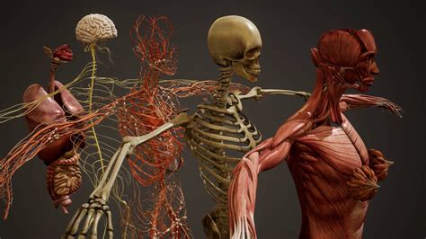 Animated 3d Human Anatomy Illustration Motion Background