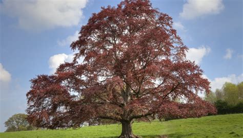 The European Copper Beech Tree Help43 Help For Trees