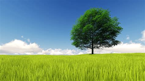 Single Tree Wallpapers Top Free Single Tree Backgrounds Wallpaperaccess