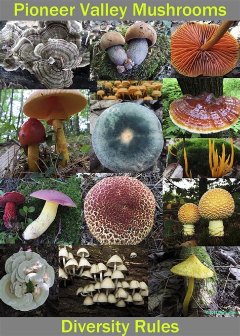 Valley Mushrooms All Mushroom Info