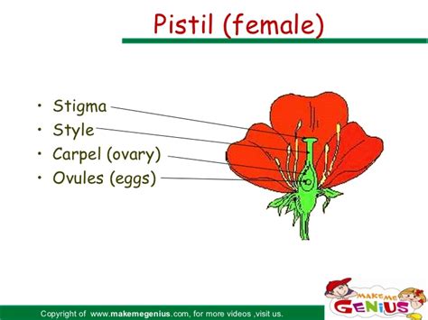Plants with male and female flowers borne on separate plants are termed dioecious. Flower parts & functions for kids