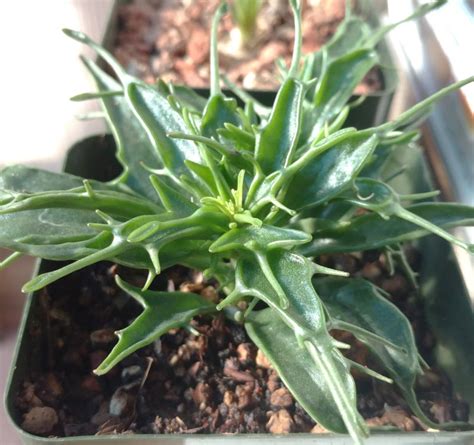 I have eaten cactus salad several times in the past, but had never thought of grilling it. Kalanchoe "Tarantula" - Cactus Jungle