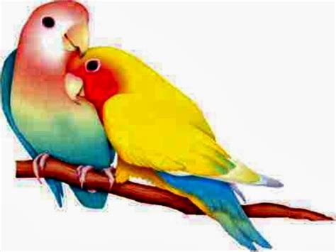 Couple Love Birds Wallpaper Hd Hd Wallpaper