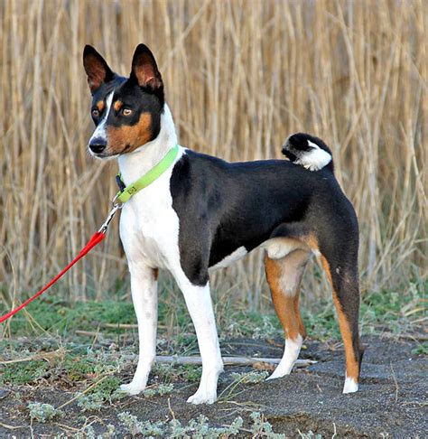 Basenji Facts Pictures Price And Training Dog Breeds
