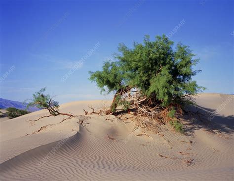 Sand Dunes In Death Valley With Mesquite Tree Stock Image E6200294