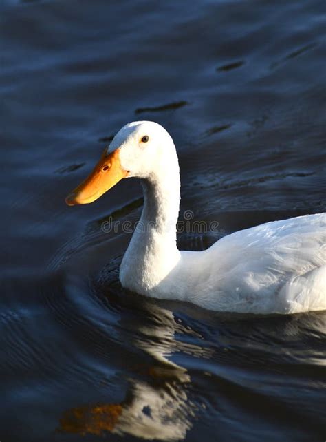 A White Duck With An Orange Beak On A Pond Stock Photo Image Of White