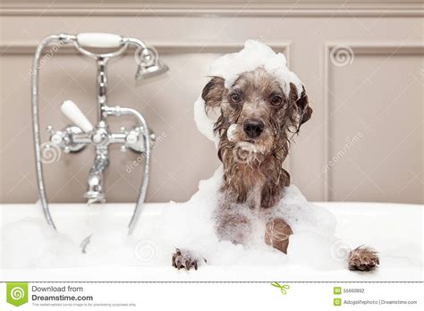 Funny Dog Taking Bubble Bath Stock Photo Image Of Bath