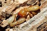 European Termites Photos