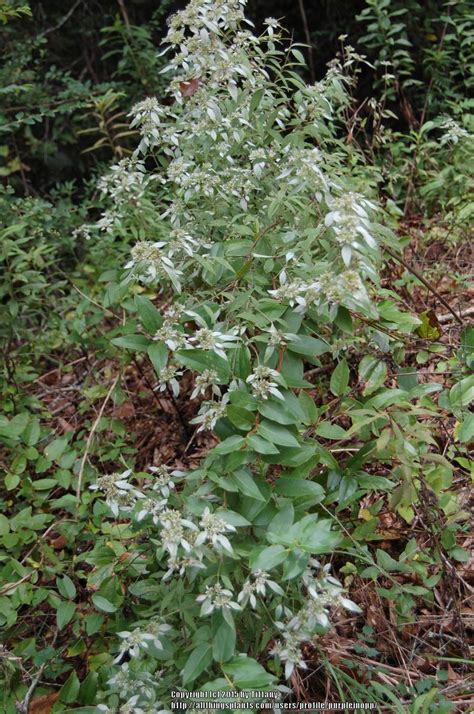 Hoary Mountain Mint Pycnanthemum Incanum