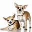 Animal General Hospital Breeds Chihuahua