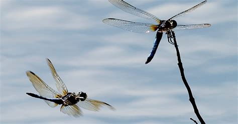 Dragonfly Swarms Spotted Across Virginia This Week