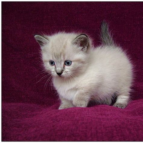 Collection 105 Images Pictures Of A Munchkin Cat Excellent