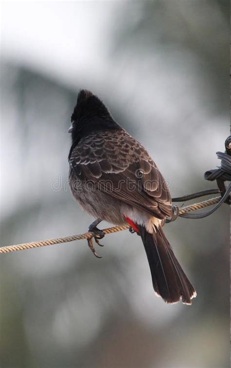 Indian Nightingale Bird
