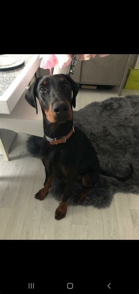 Due To Time Waster Doberman Puppy 6 Months Old In Tonbridge Kent