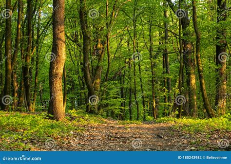 Spring Fresh Forest Stock Photo Image Of Empty Fantasy 180243982