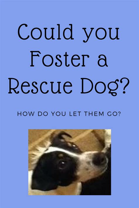 Dog Fostering How Do You Let Them Go Waggy Tales