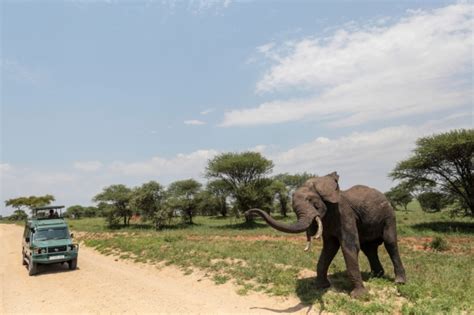 Elephant Poachers Accused Of Killing British Pilot In Tanzania Ctv News