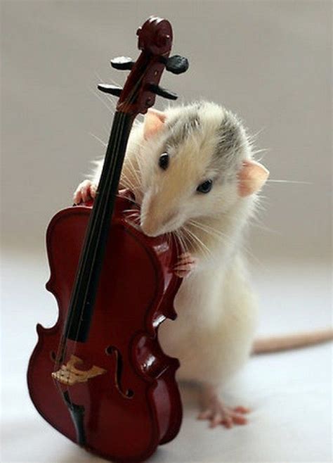 Cute Animals Playing Instruments Business Bvh