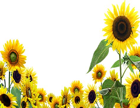 Aesthetic Sunflower Png Isolated Free Download Png Mart