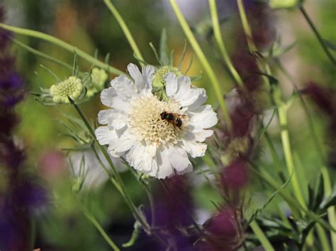 11 Scabiosa Fama White Harrietzunaira