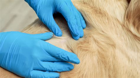 How To Tell If Your Dog Has Fleas Signs And Symptoms Pawsafe