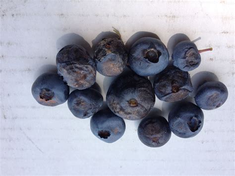 Blueberries Fruit Shrivels Or Rots Prior To Harvest Berry Diagnostic