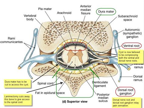 Spinal Cord Cross Section Diagram Labeled
