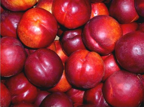 Calories per ounce (oz) carbs.how many calories in 1, 2, 3 or 5 nectarines? Nectarine (Prunus persica var. nectarina), Dr.Abhay Kumar ...